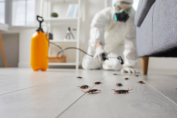 Post-Treatment Bed Bug Interceptor Monitoring in Waimalu